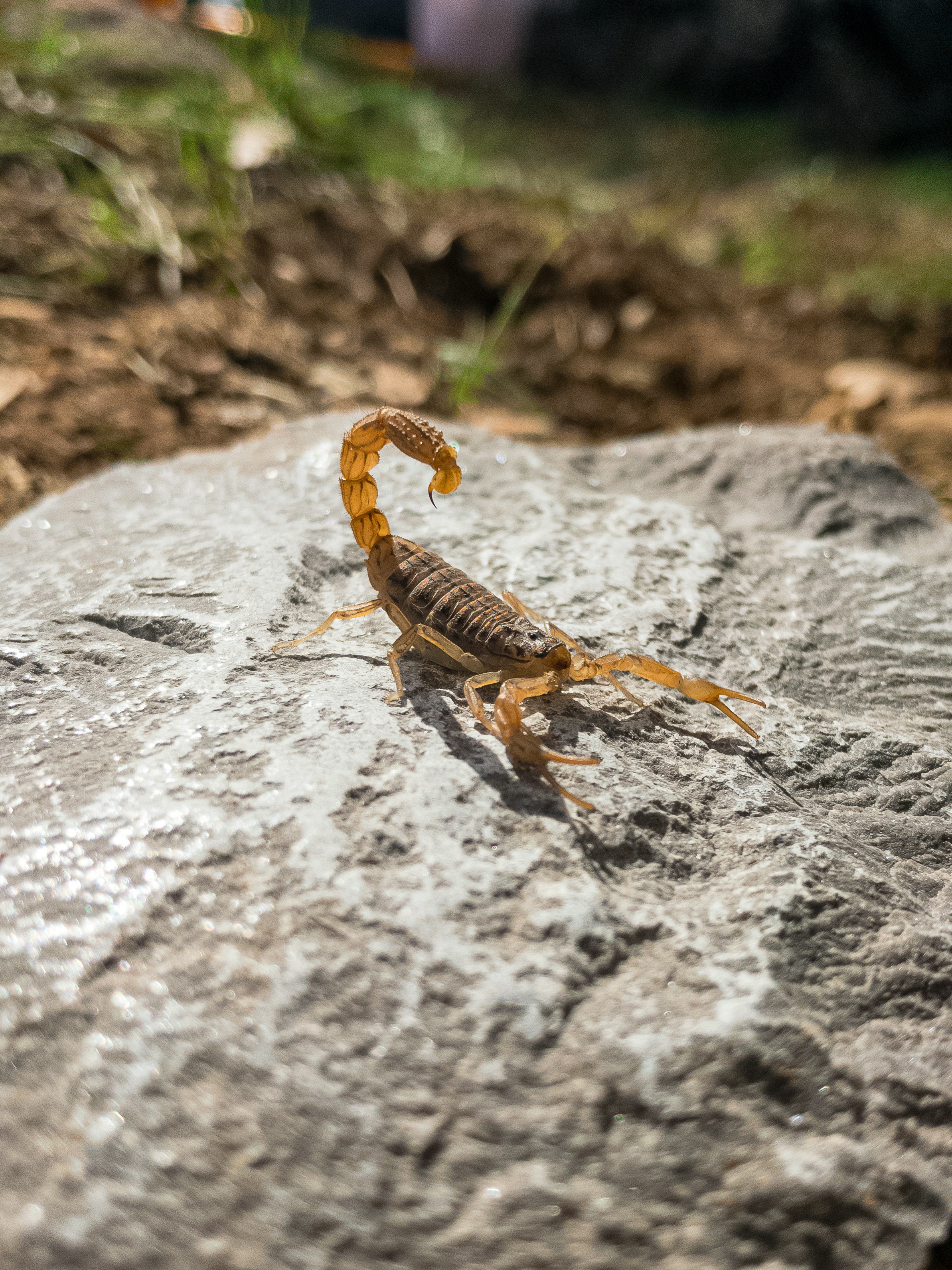 We take care of scorpions!